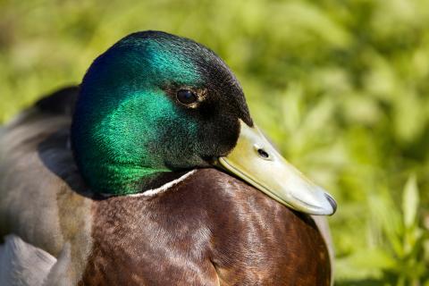mallard duck at proksa park